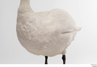 Mute swan whole body 0010.jpg